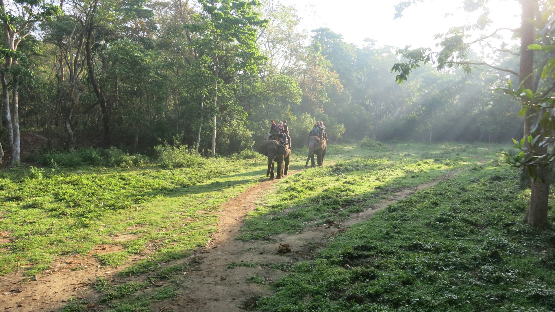 Safari Tours